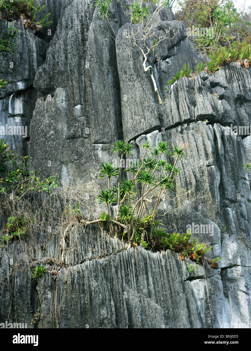 Plantes poussant hors de fissures sur une falaise de calcaire, El Nido, Philippines Banque D'Images