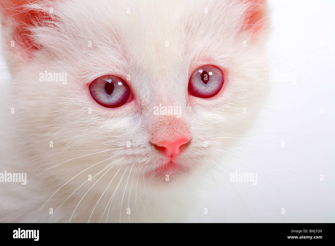 Chaton D Albino Photo Stock Alamy Chaton D Albino Photo Stock Alamy