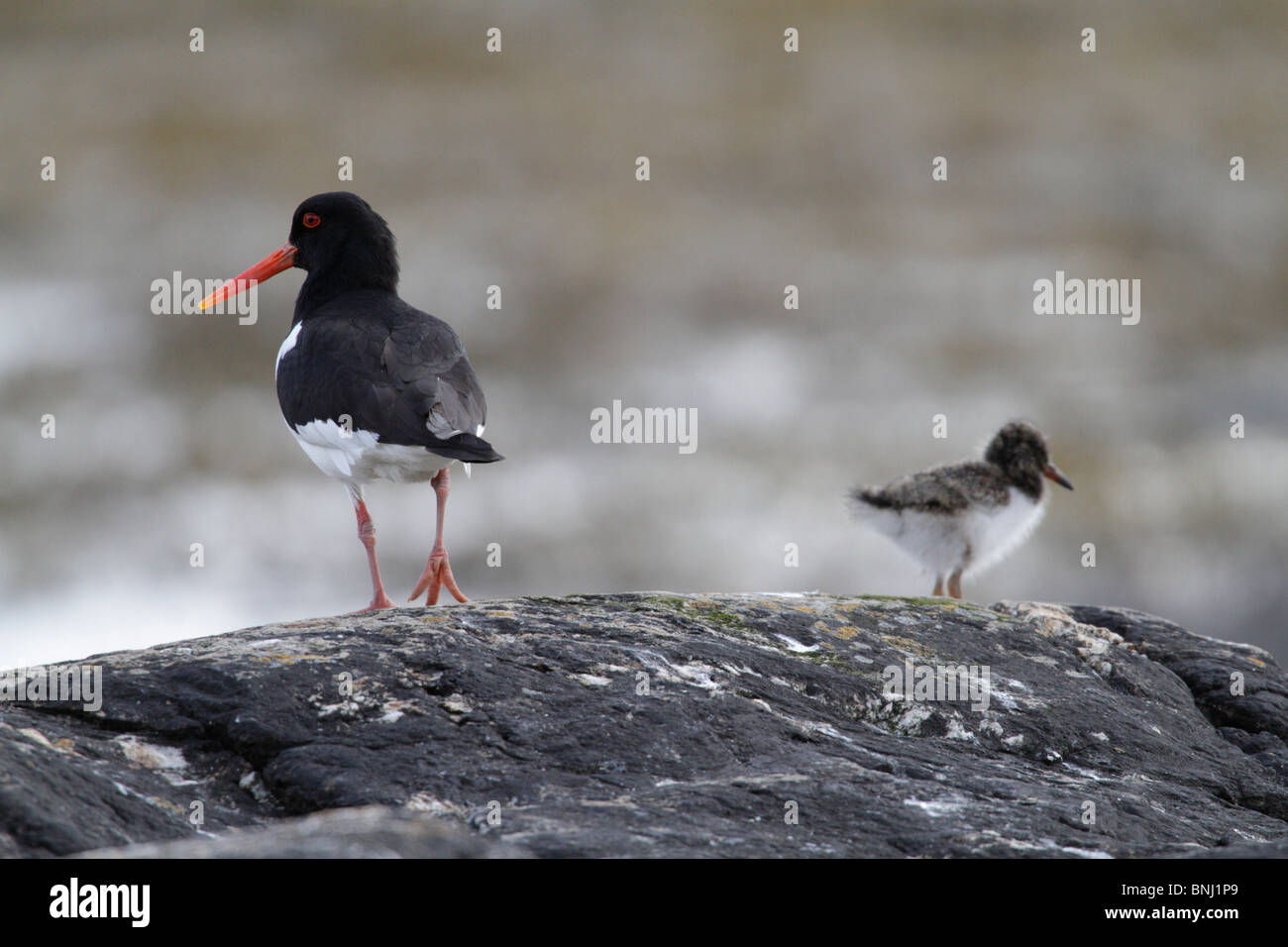 Eurasian Oystercatcher (Haematopus ostralegus) société mère veillant sur chick Banque D'Images