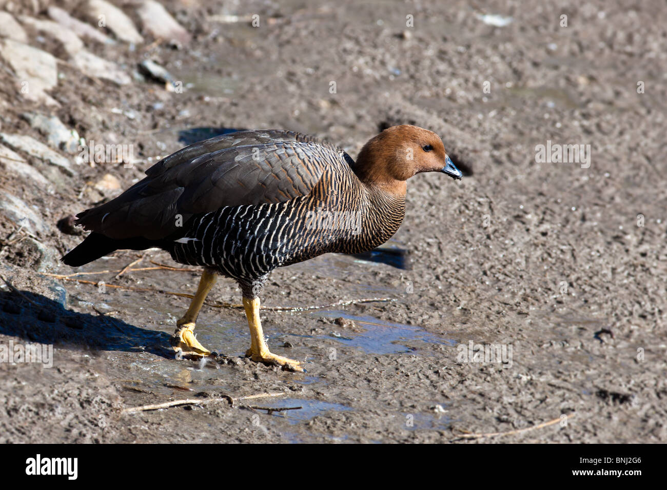 Ouette à tête rousse, Chloephaga rubidiceps. L'animal est dans un zoo. Banque D'Images