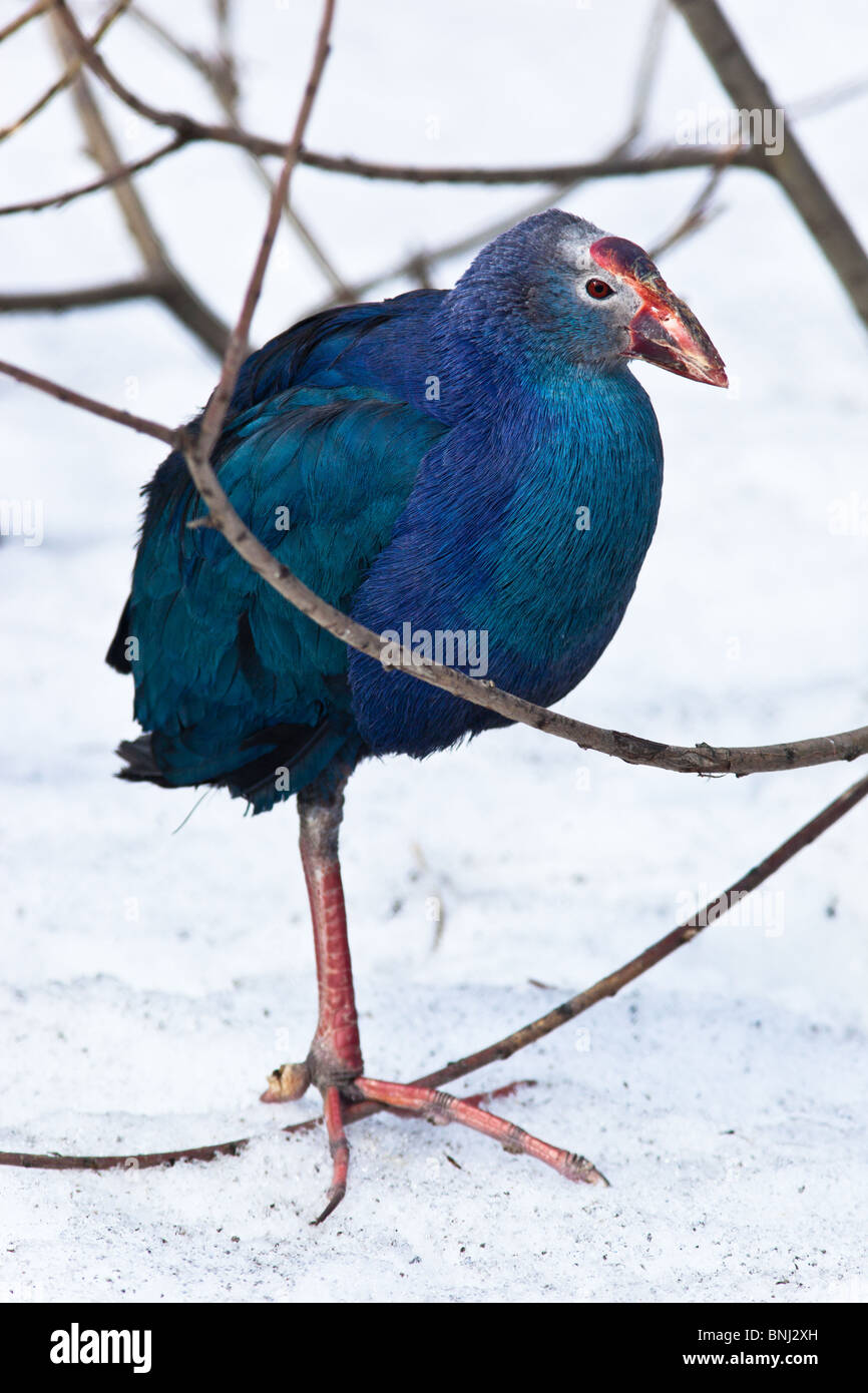 Talève Sultane talève sultane, Africain, Gallinule poule d'eau, Foulque, Porphyrio porphyrio. L'oiseau est dans un zoo. Banque D'Images