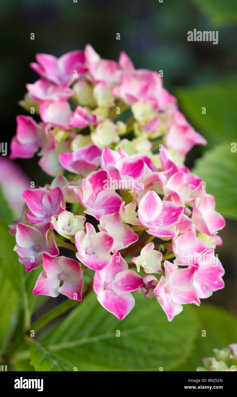 Hortensia rose fleurs en étroite jusqu'en été. Sussex, UK Banque D'Images