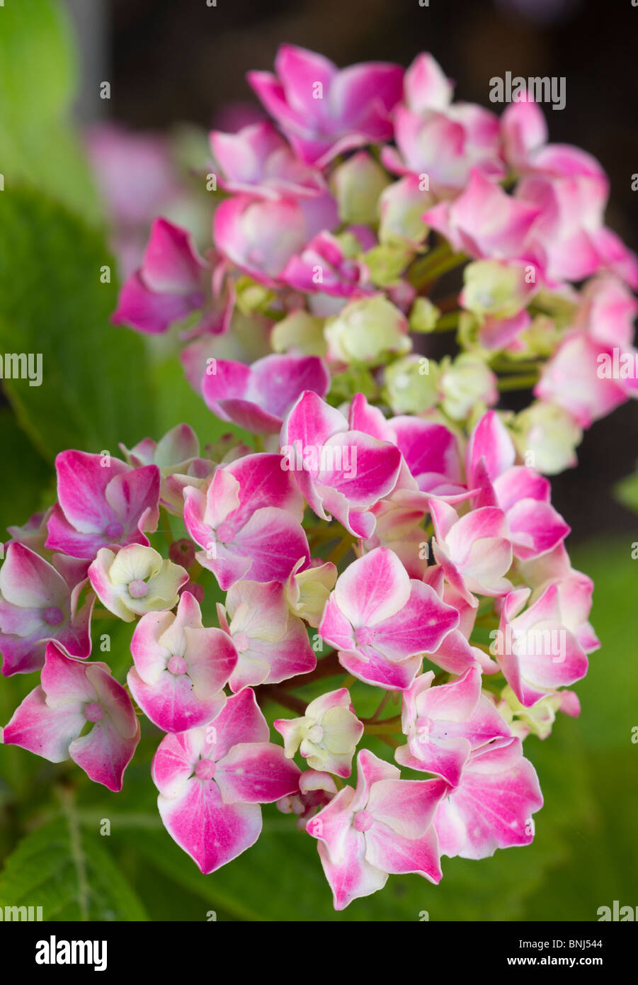 Hortensia rose fleurs en étroite jusqu'en été. Sussex, UK Banque D'Images