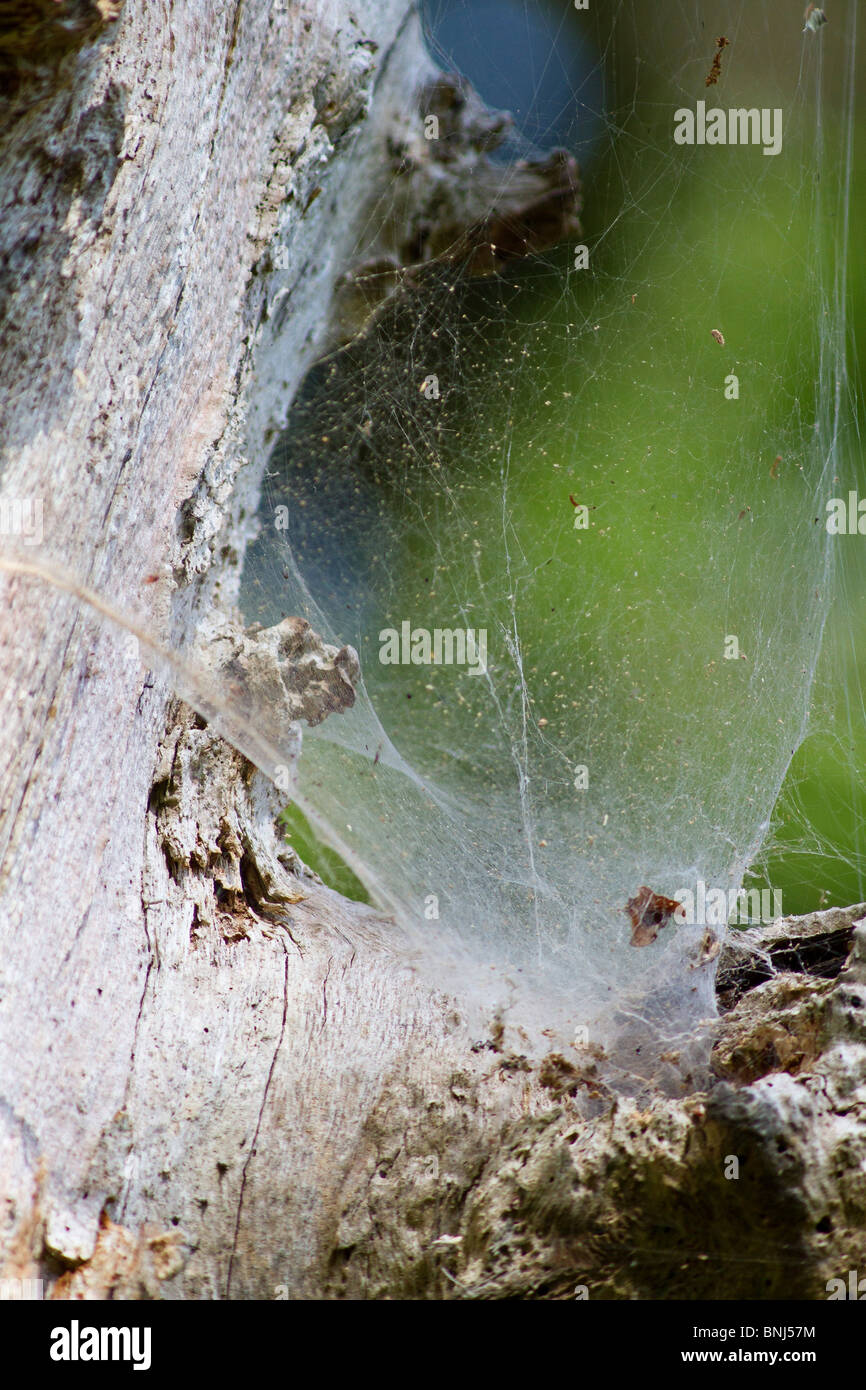 Grosses araignées dans web tree Banque D'Images