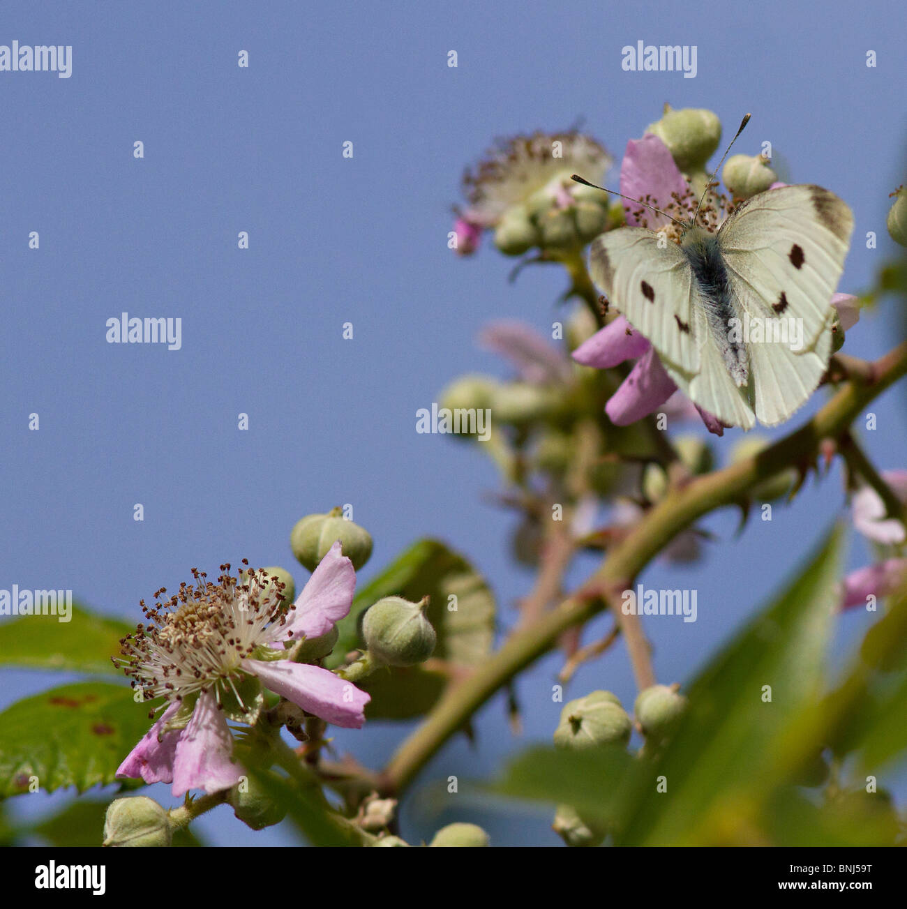 Une petite femelle papillon blanc du chou (Pieris rapae) se nourrissant de fleurs bramble Banque D'Images