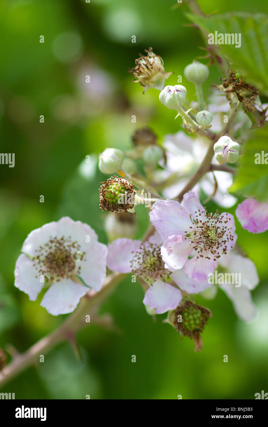 Fleurs de ronce (Rubus fruticosus) fleuris en été, dans le Sussex, Angleterre Banque D'Images