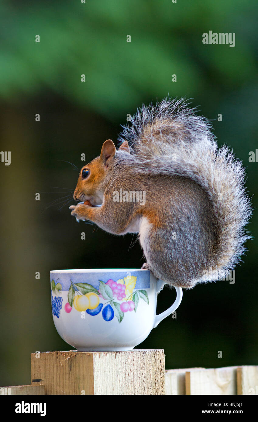 West Sussex, UK. Un seul Écureuil gris de manger des noix tout en équilibre sur le bord d'un vieux verre d'eau qui a été recyclée comme une mangeoire pour oiseaux Banque D'Images