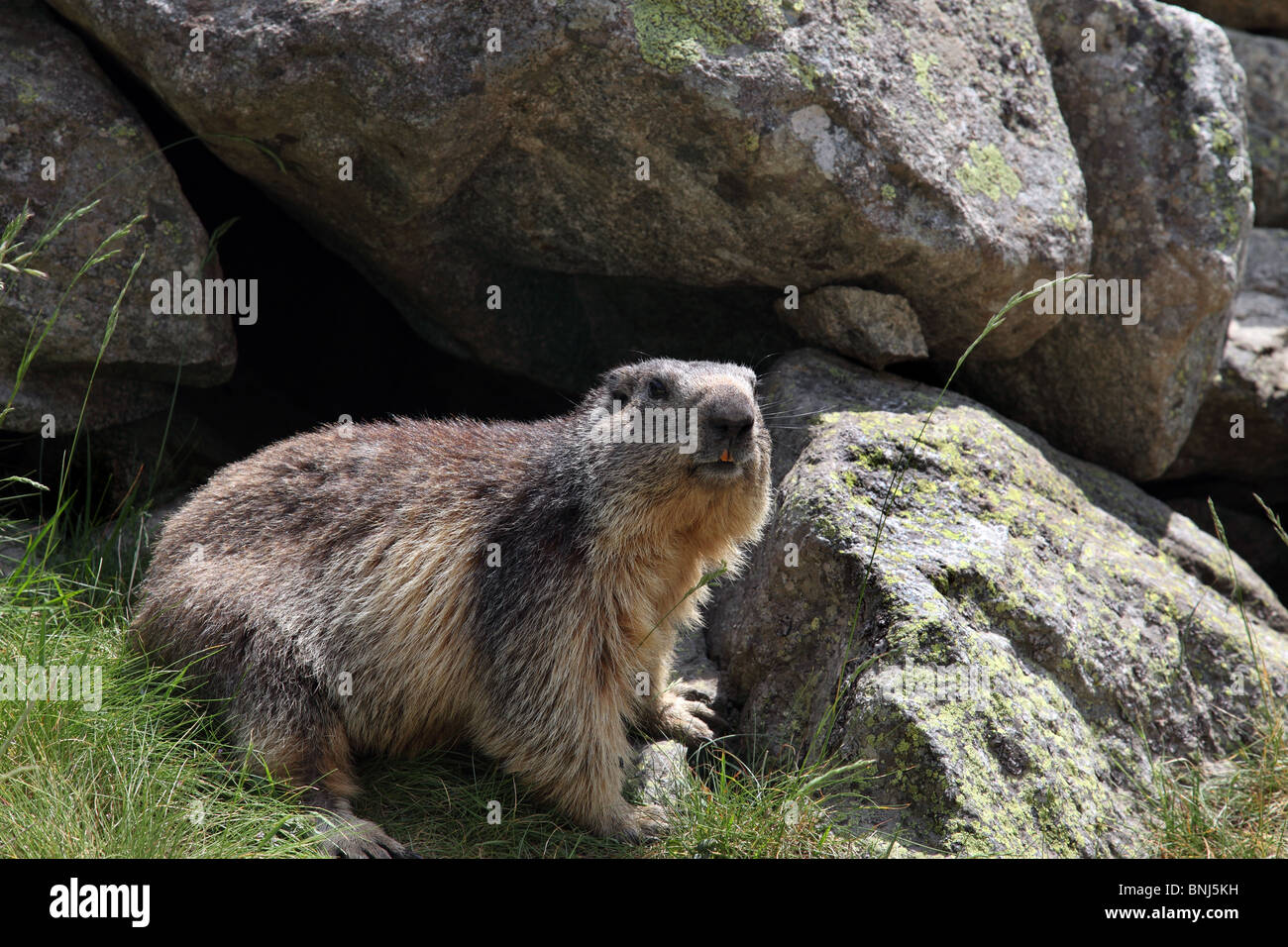 Marmotte des Alpes Marmota marmota Pyrénées France Banque D'Images