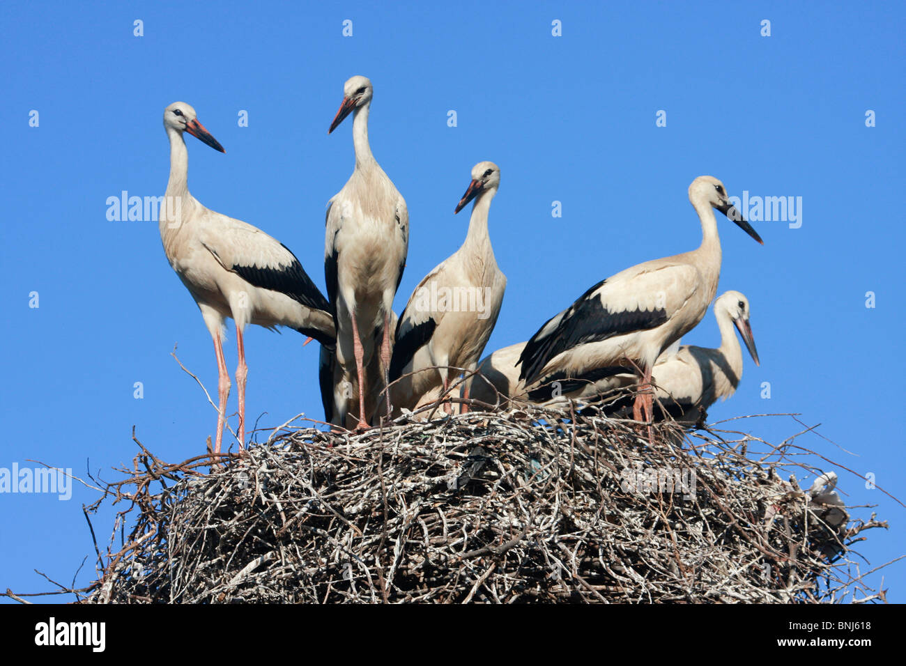 Maroc Afrique du Nord Maghreb Ciconia ciconia White stork-d'oiseaux nicheurs oiseaux cigognes nichent ciel bleu Banque D'Images