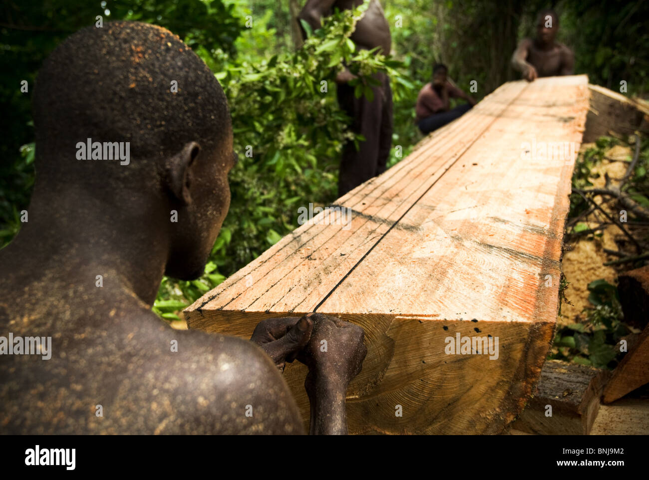 Les hommes utilisent une petite scie à découper les planches du coffre d'un grand arbre ceiba après la coupe vers le bas sur les terres agricoles, au Ghana Banque D'Images