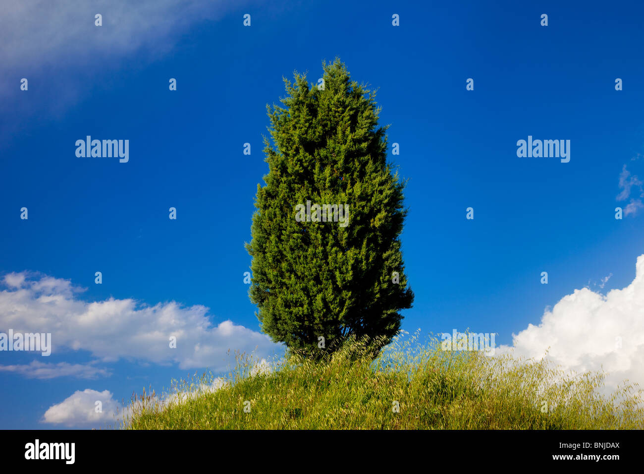 Lone Cypress Tree sur une colline près de San Quirico, Toscane Italie Banque D'Images