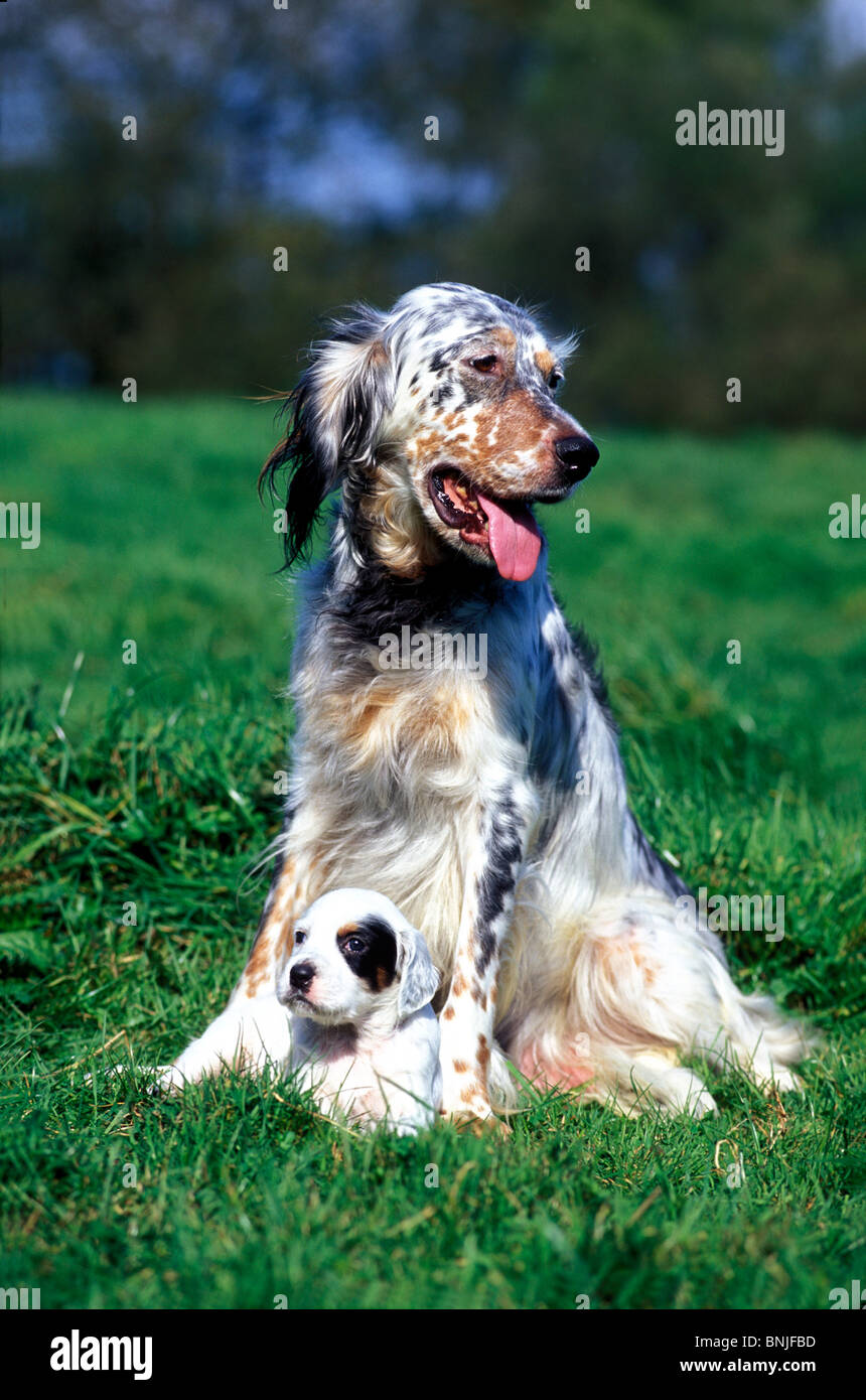 Chien Setter Anglais Spaniel Puppy Race A L Exterieur Exterieur Piscine Animal Jeune Bebe Deux Adultes Photo Stock Alamy Chien Setter Anglais Spaniel Puppy Race A L Exterieur Exterieur Piscine Animal Jeune Bebe Deux Adultes Photo Stock Alamy