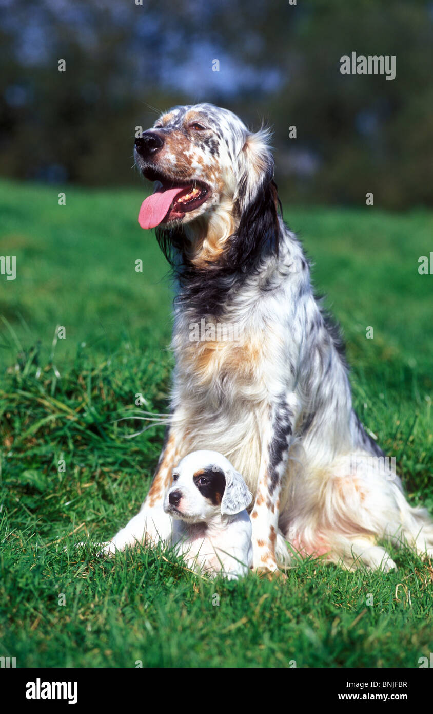 Chien Setter Anglais Spaniel Puppy Race A L Exterieur Exterieur Piscine Animal Jeune Bebe Deux Adultes Photo Stock Alamy Chien Setter Anglais Spaniel Puppy Race A L Exterieur Exterieur Piscine Animal Jeune Bebe Deux Adultes Photo Stock Alamy