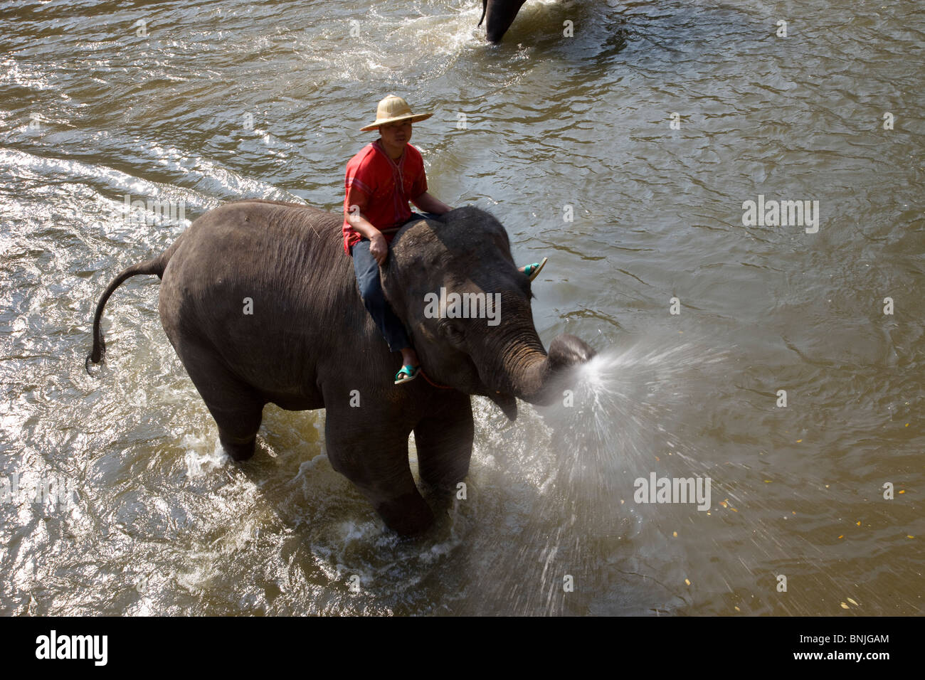 Thaïlande Chiang Mai Camp d'éléphants éléphants Thaïlande du Nord Asie Baignade éléphants éléphants Animaux Animaux Animaux de la scène Banque D'Images