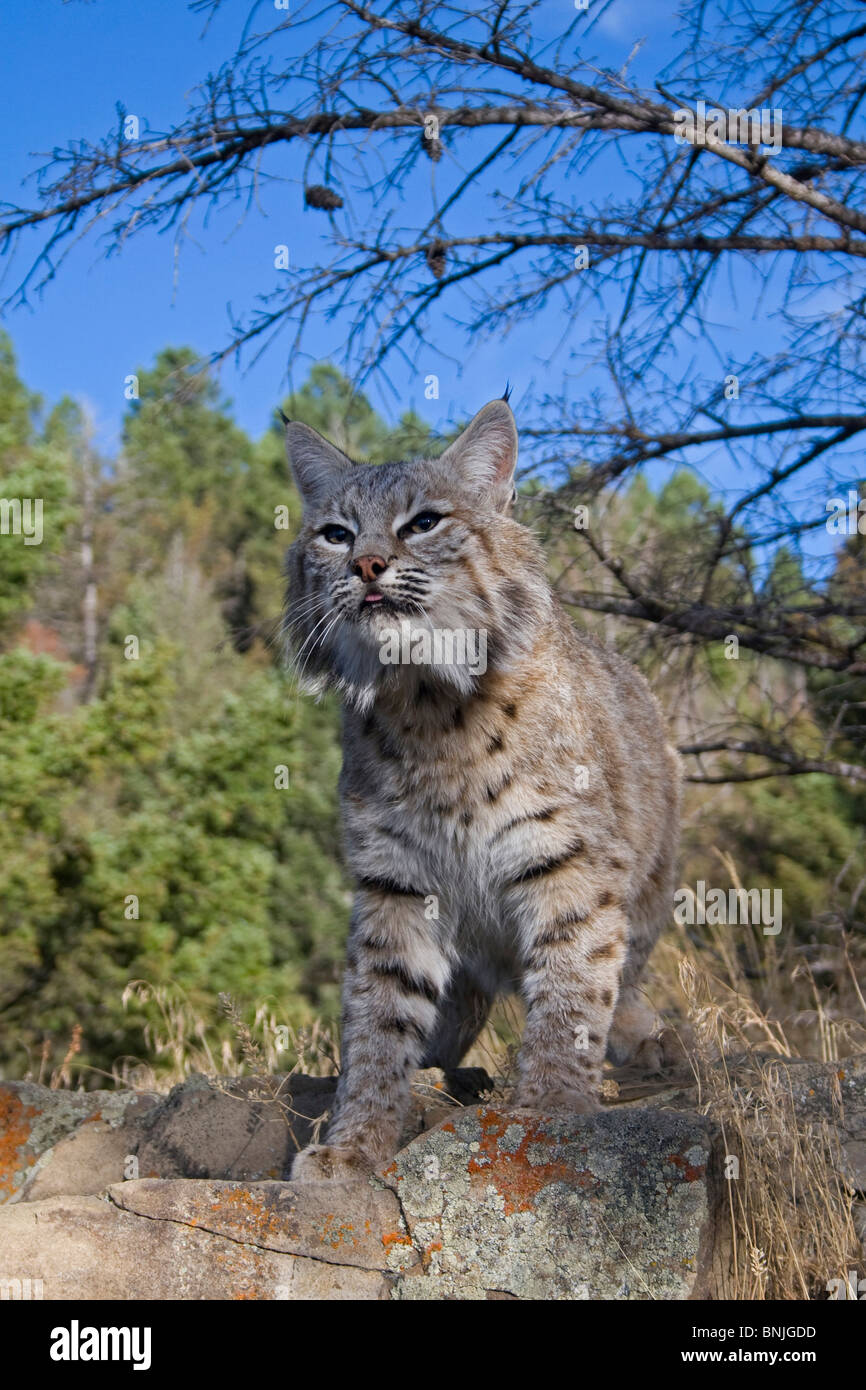 Tails se balancent les animaux carnivores Carnivora Canadien Bobcats créatures Chats l'est mignon USA Felidae Lynx Furry Felines Banque D'Images