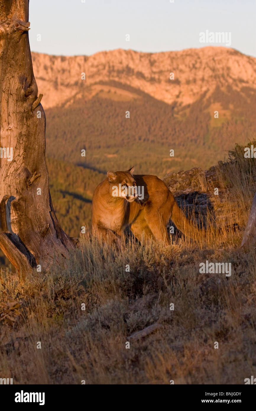 Un lion de montagne dans les Rocheuses à la recherche d'animaux de proie Big cats Les CARNIVORA Felidae félins créatures Cougars Banque D'Images