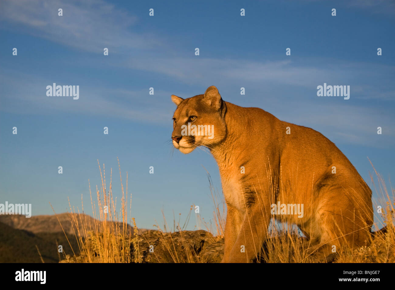 Grands félins animaux carnivores Les Créatures Cougars Felidae félins généralistes Grasslands Chatons Kitty Mammalia Banque D'Images