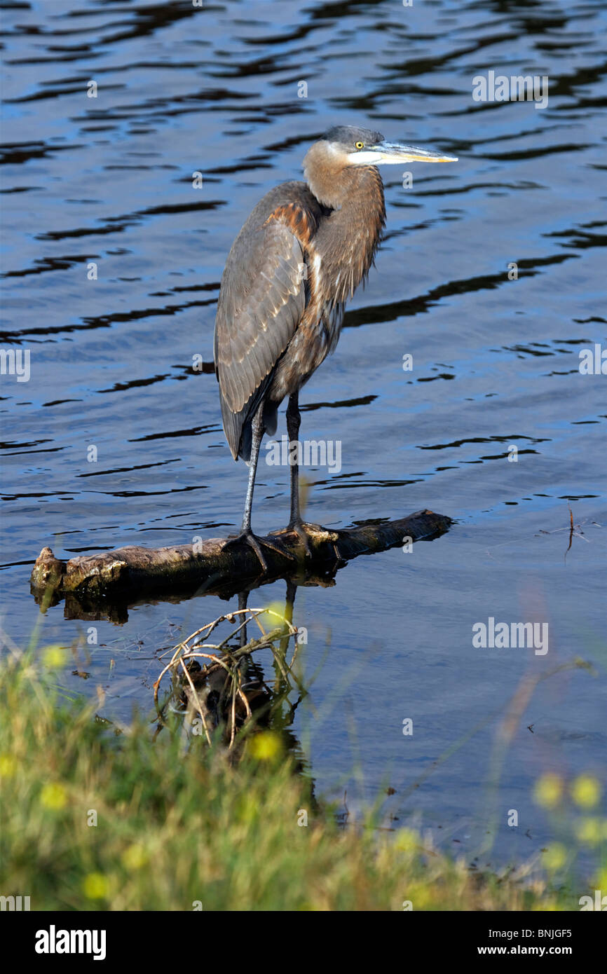 Grand héron Ardea herodias oiseaux animal animaux faune nature lac d'eau de la faune sauvage de l'Amérique du Nord Banque D'Images