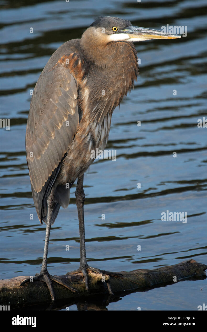 Grand héron Ardea herodias oiseaux animal animaux faune nature lac d'eau de la faune sauvage de l'Amérique du Nord Banque D'Images