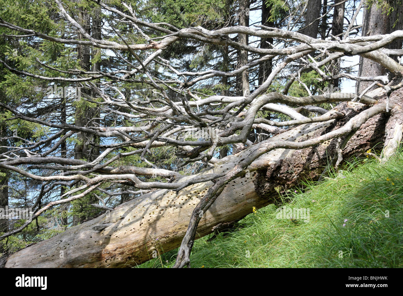 Die morts cessent de fonctionner Bavière Allgäu scolytes du bois de montagne Allemagne forêt de conifères de l'Europe montagnes nature morte de Tegel Banque D'Images