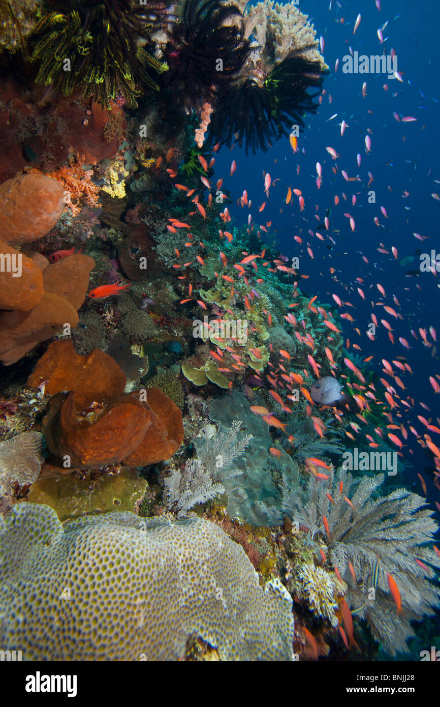 Anthias Pseudanthias sp.) sur un récif de corail tropical au large de l'île de Bunaken au nord de Sulawesi, en Indonésie. Banque D'Images