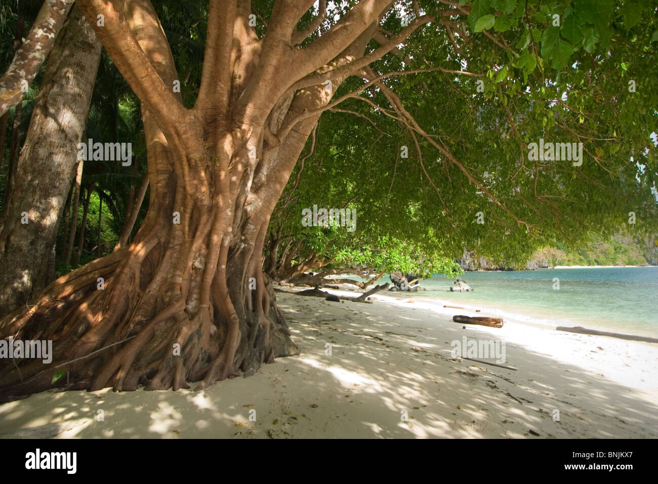 Strangler fig en forêt tropicale humide, Bacuit Archipelago, Palawan, Philippines Banque D'Images