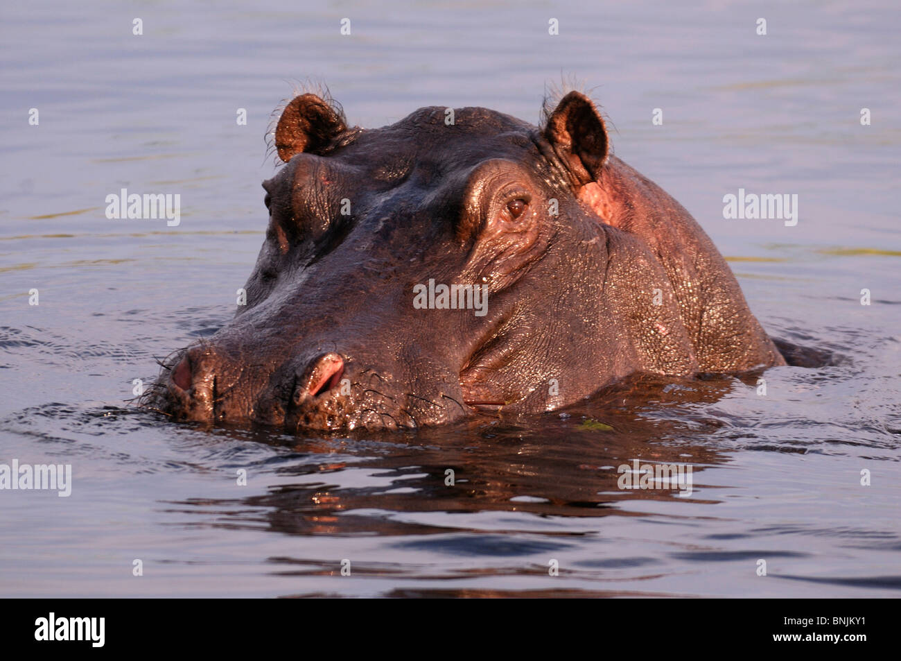 Cheval de rivière hippopotame hippopotame hippopotame eau animal cheval de rivière l'eau des animaux hippopotame amphibius Rivière Kwando Susuwe Island Banque D'Images