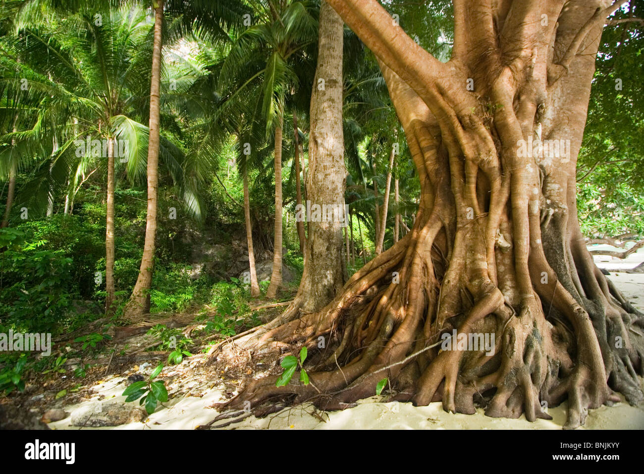 Un strangler fig en forêt tropicale humide, Bacuit Archipelago, Palawan, Philippines Banque D'Images