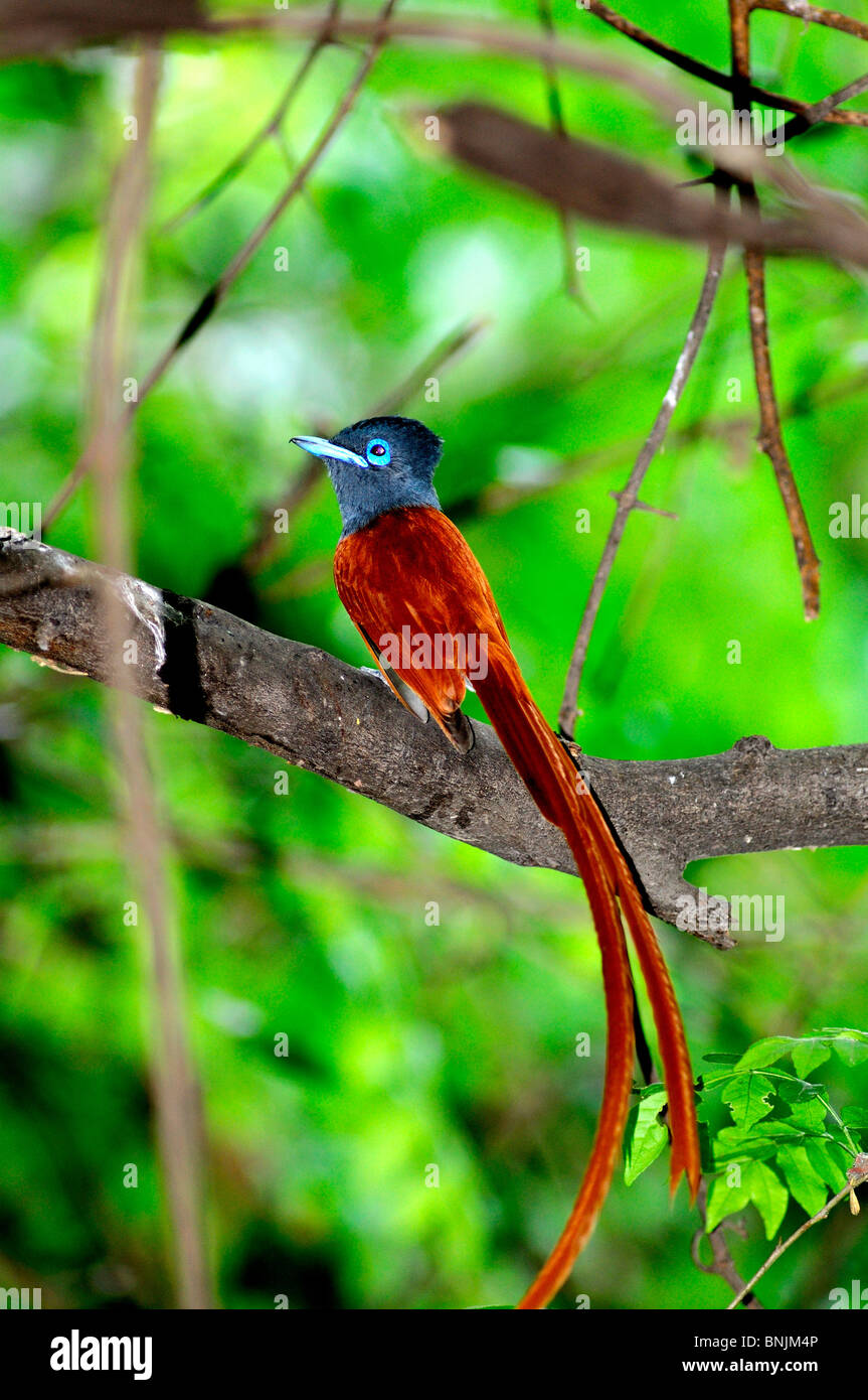 Terpsiphone viridis African Paradise-Flycatcher Lianshulu Lodge Caprivi Namibie Le Mudumu National Park Afrique Voyage d'oiseaux de la Nature Banque D'Images