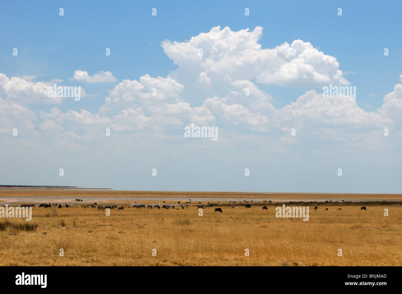 Les animaux du troupeau savannah Etosha National Park Région de Kunene Namibie Afrique Voyage Nature Paysage Banque D'Images