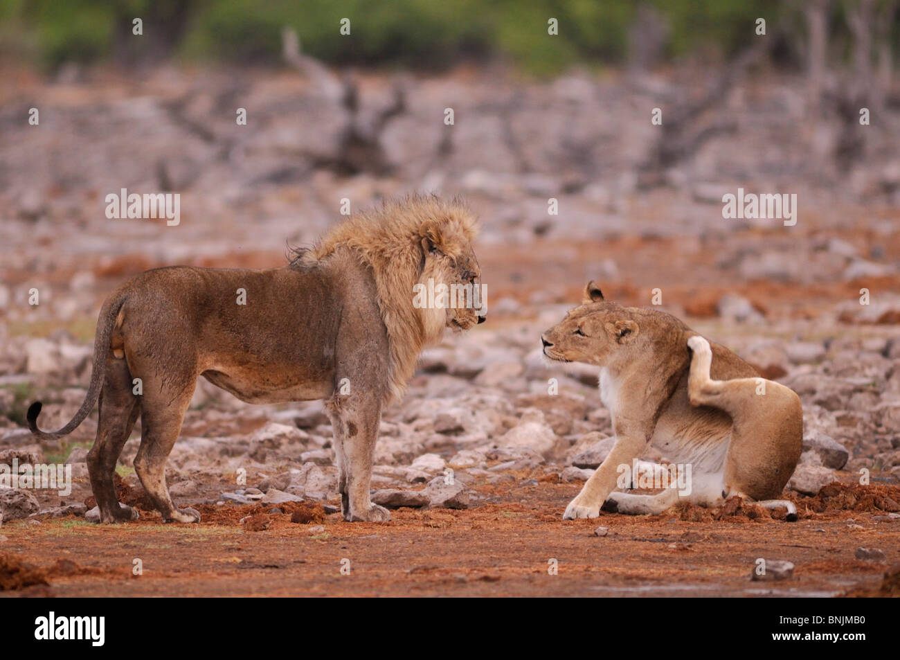 Animaux Lions Panthera leo trou d'eau du Parc National Etosha Région Kunene Namibie Afrique voyage nature Banque D'Images