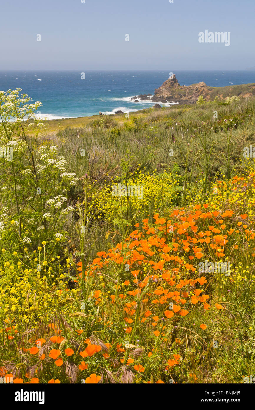 Coquelicots de Californie ou jaune le long de la Rt 1 dans la région de Big Sur, sur la côte de l'océan Pacifique de la Californie Banque D'Images