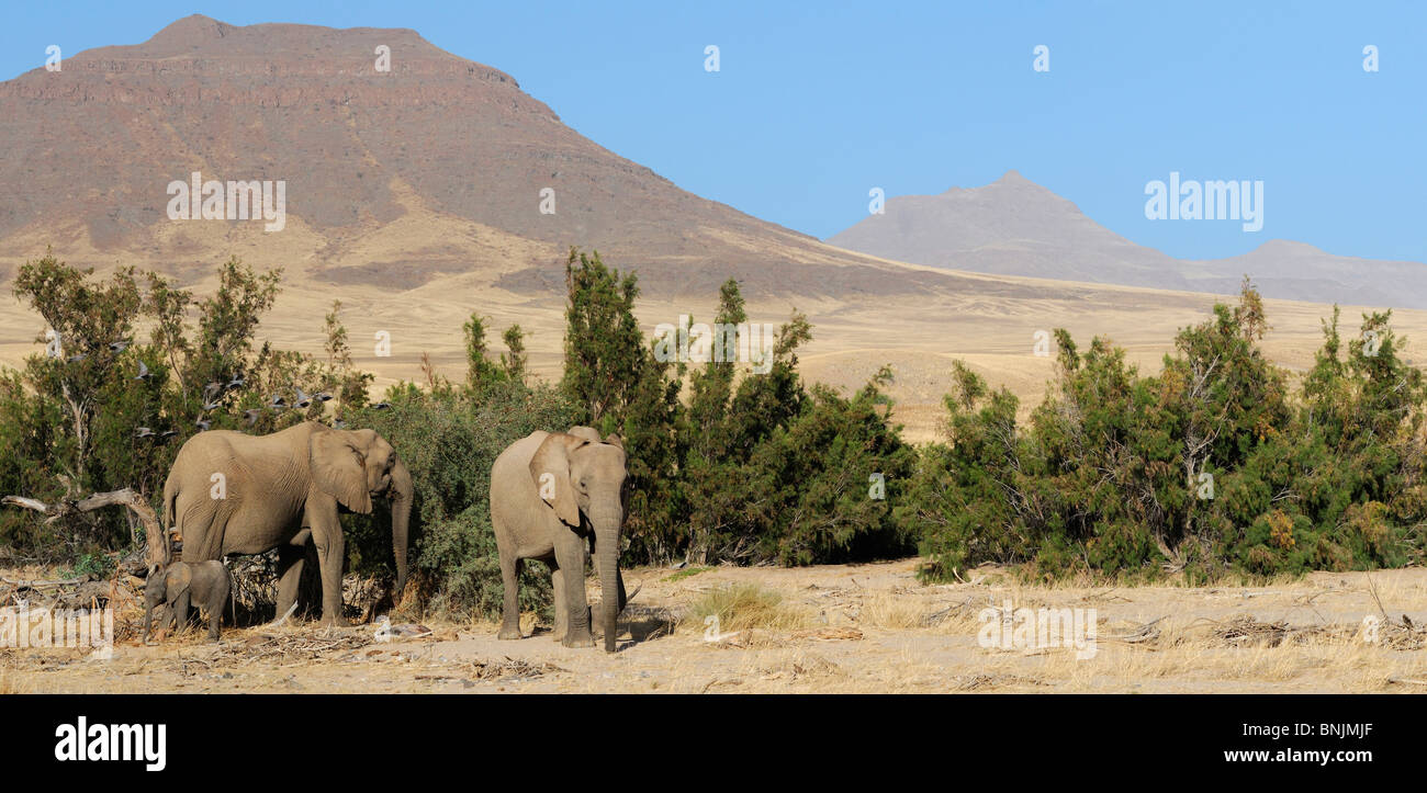 Les animaux les éléphants Loxodonta africana Okahirongo Elephant Lodge Purros Région de Kunene Kaokoland Namibie Afrique voyage nature Banque D'Images