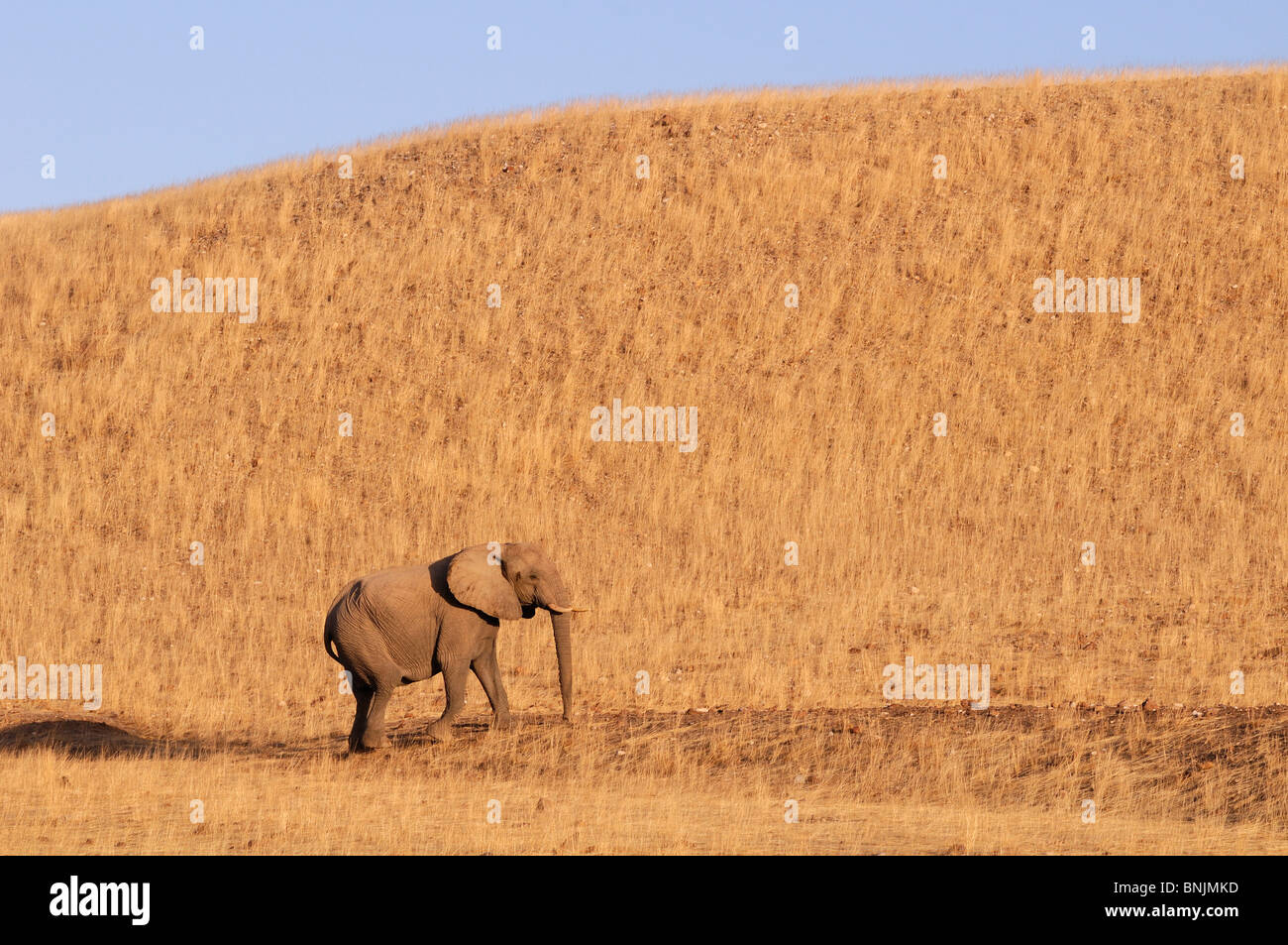 Animaux éléphant Loxodonta africana Okahirongo Elephant Lodge Purros Région de Kunene Kaokoland Namibie Afrique voyage nature Banque D'Images