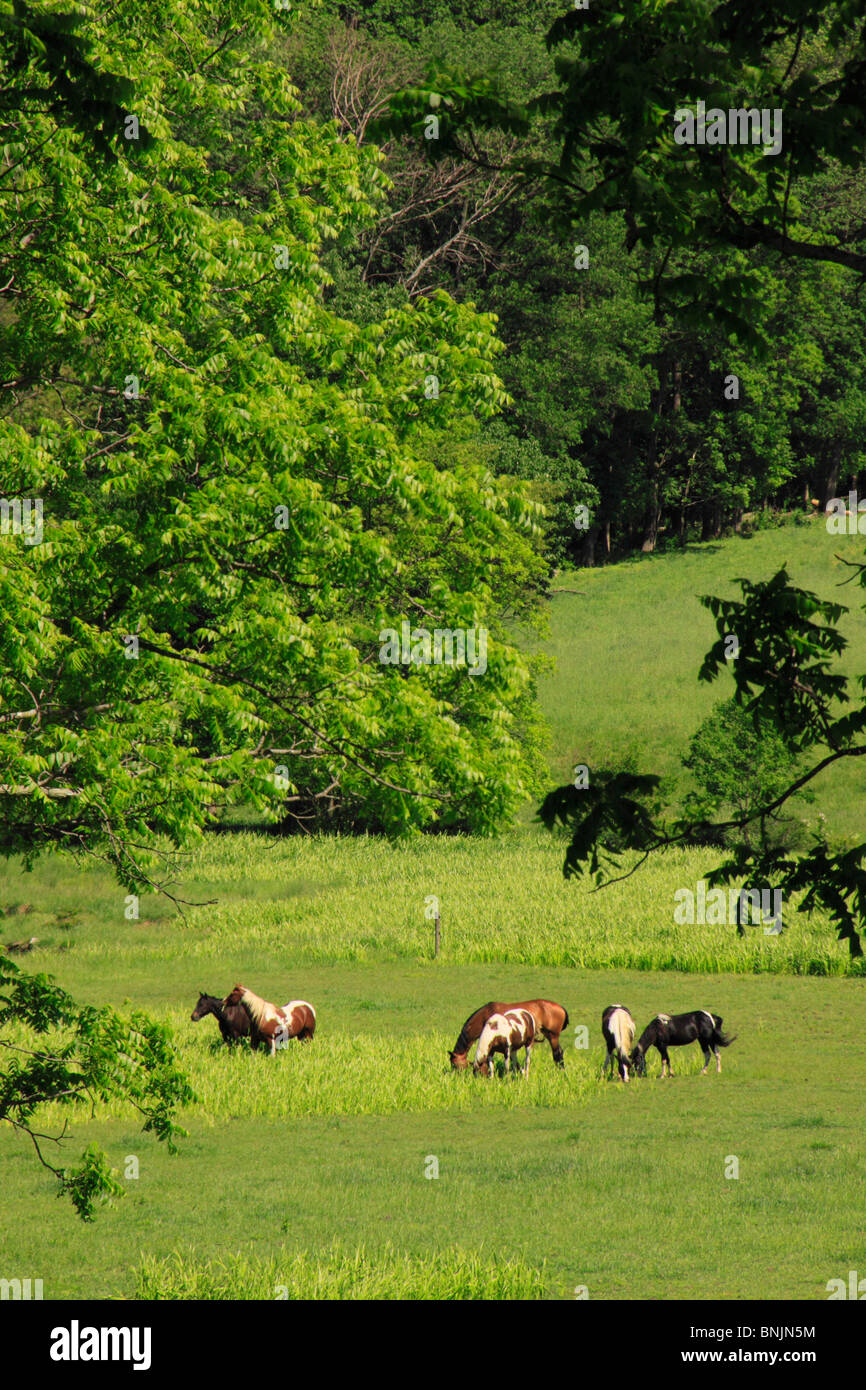 Les chevaux dans les pâturages à Edge Grove Farm Loudoun comté près de Virginia, Virginia, USA Banque D'Images