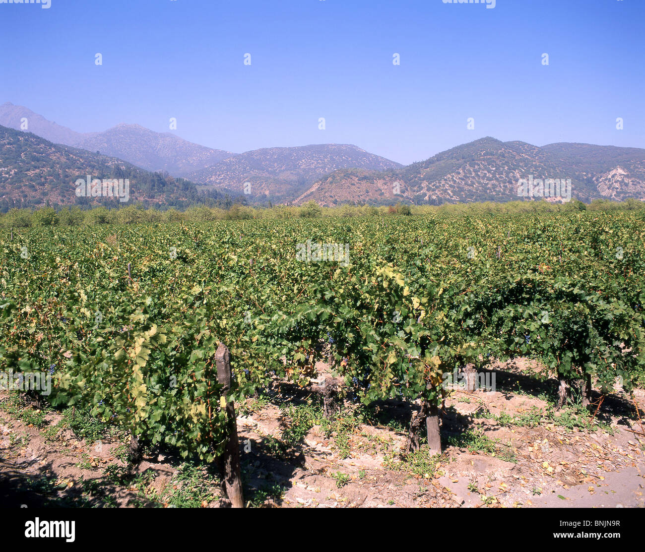 Vignoble dans la vallée, Valle de Maipo Maipo, Province, République du Chili Banque D'Images