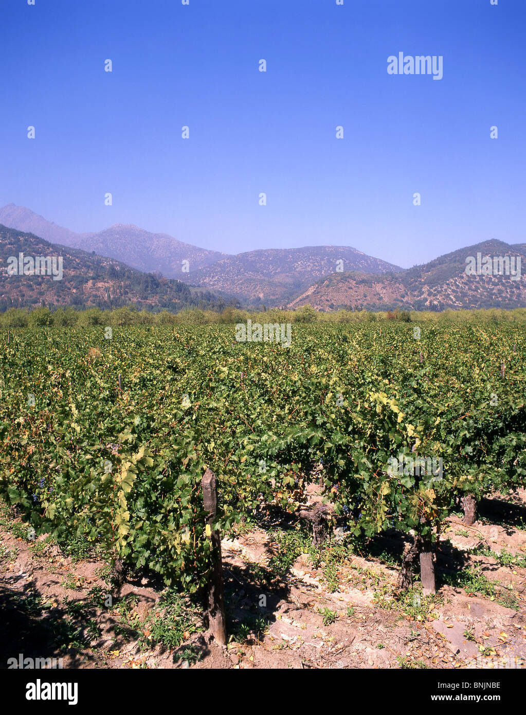 Vignoble dans la vallée, Valle de Maipo Maipo, Province, République du Chili Banque D'Images