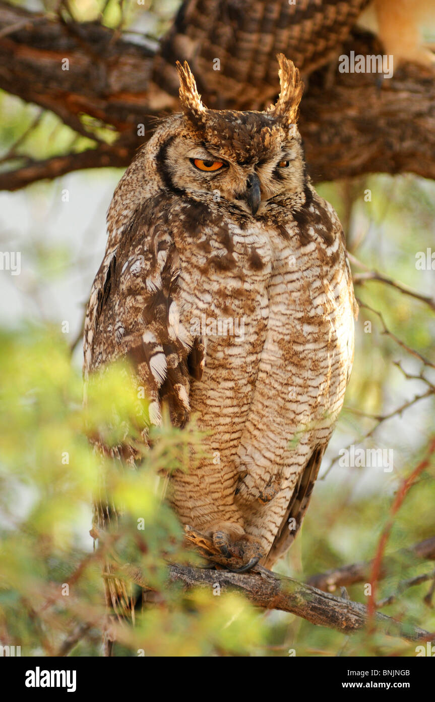 Spotted Eagle Owl Bubo africanus Bird Sand Dunes Dunes Lodge Wolwedans Lodge Namib Rand Nature Reserve Région Hardap Namibie Banque D'Images