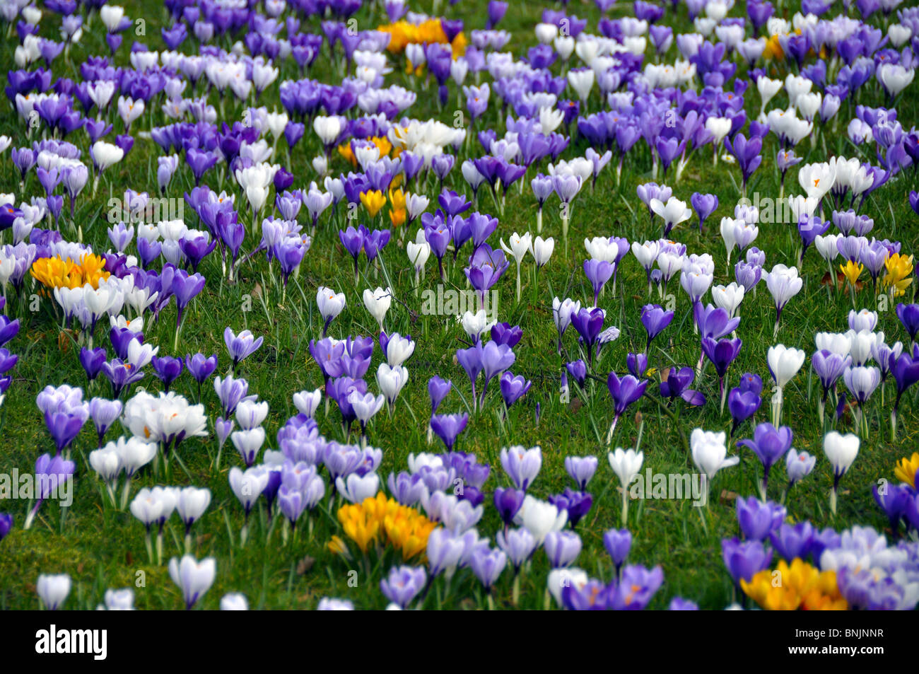 Hambourg Allemagne Husum bloom floraison pré coloré fleurs nature printemps crocus Banque D'Images