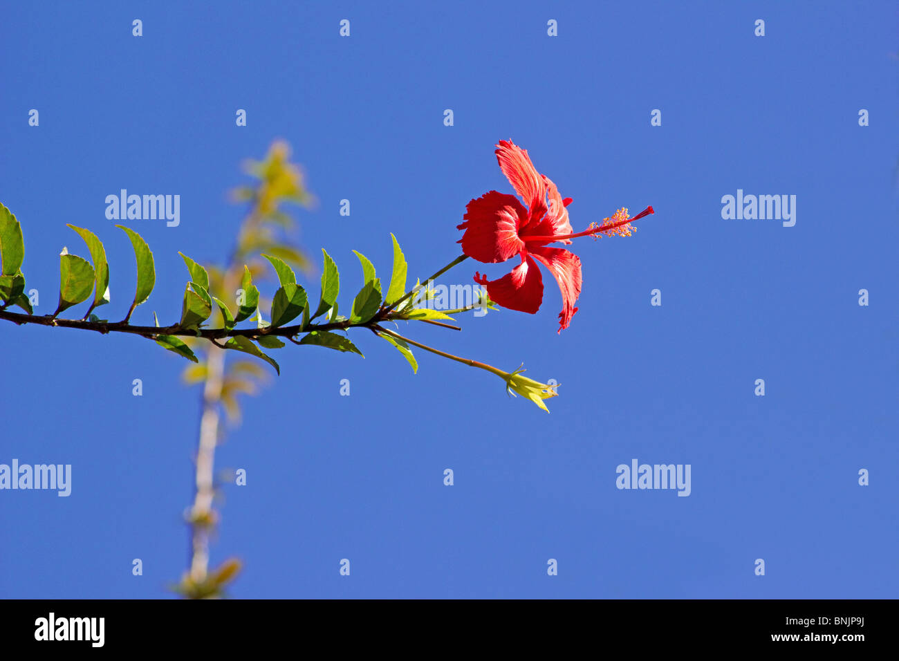 Close-up of hibiscus flower on blue sky Banque D'Images