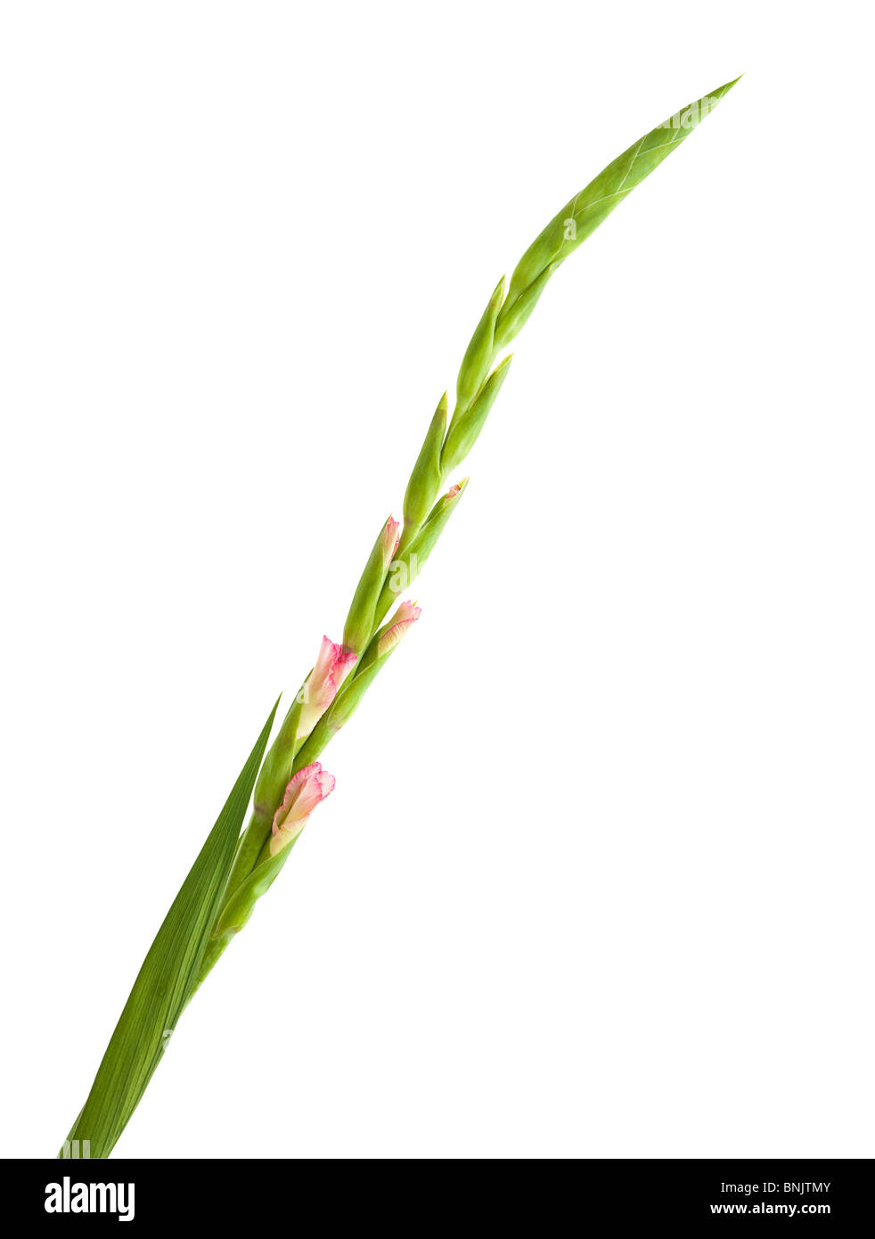 Glaïeul rose non ouvert isolé sur blanc ; diagonale Banque D'Images