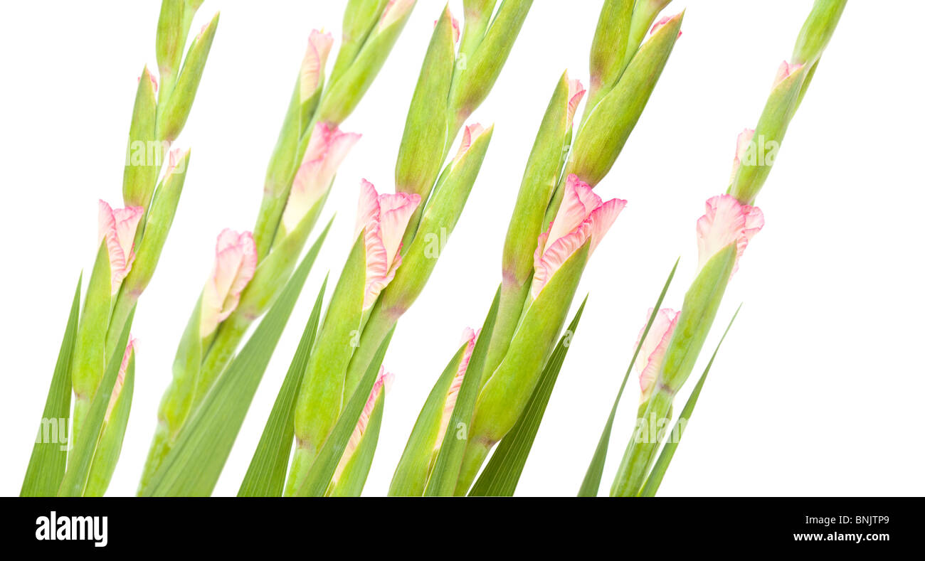 Glaïeul rose isolé sur blanc ; composition diagonale Banque D'Images