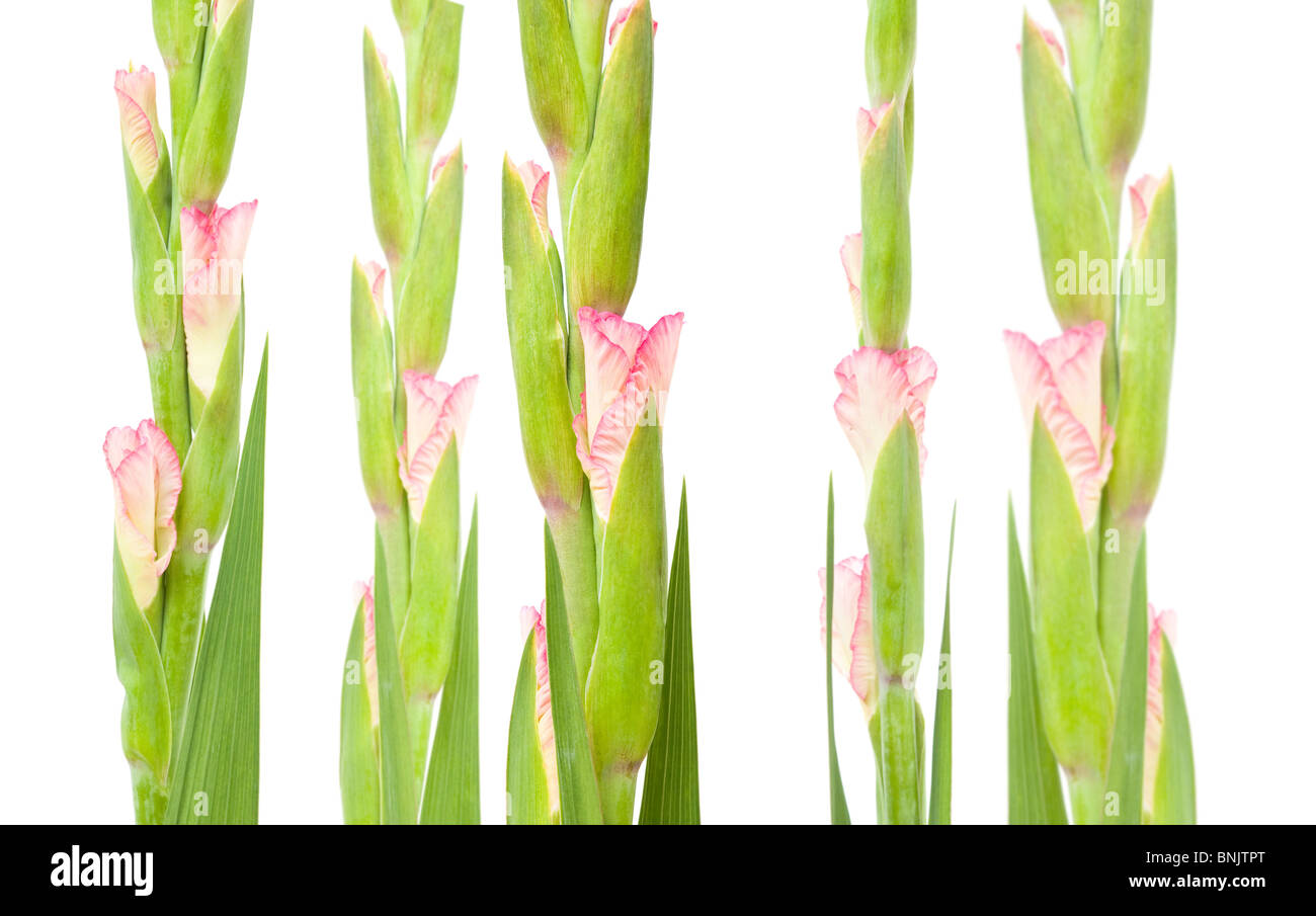 Glaïeul rose isolé sur blanc ; disposition verticale, Banque D'Images