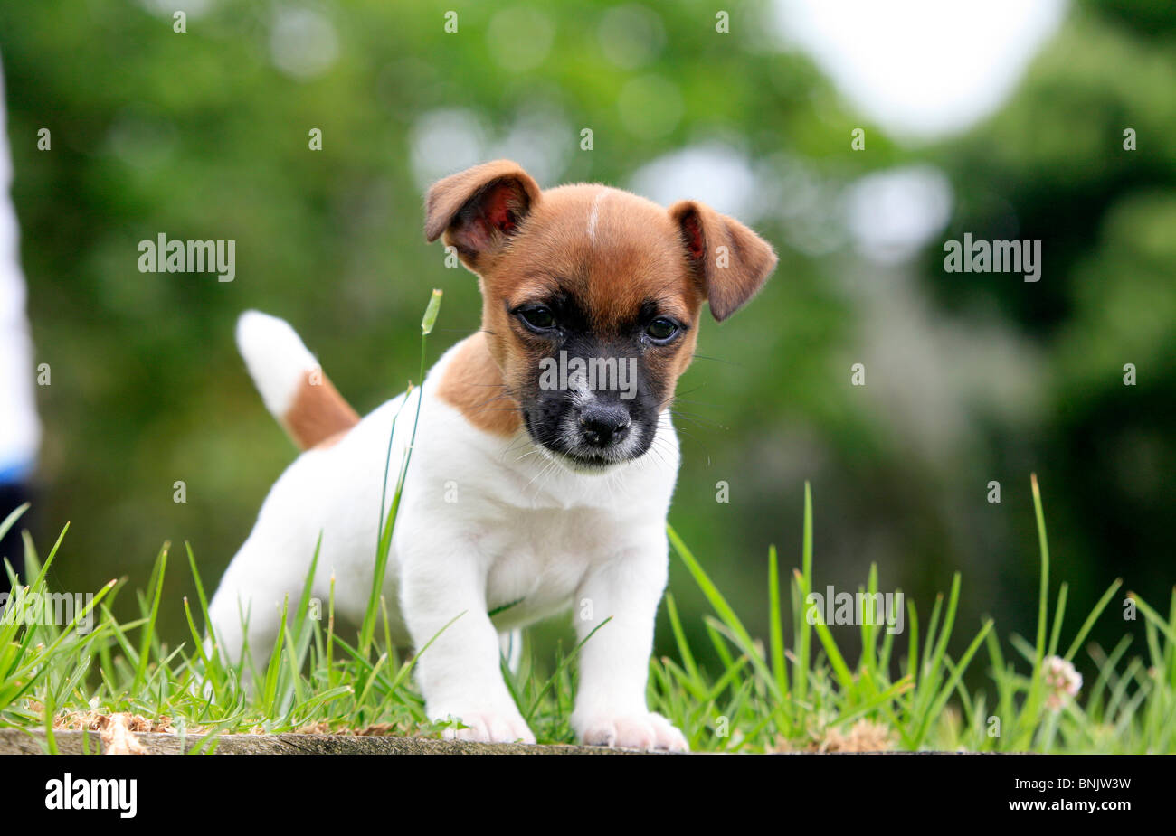 Chiot Jack Russell Banque D'Images