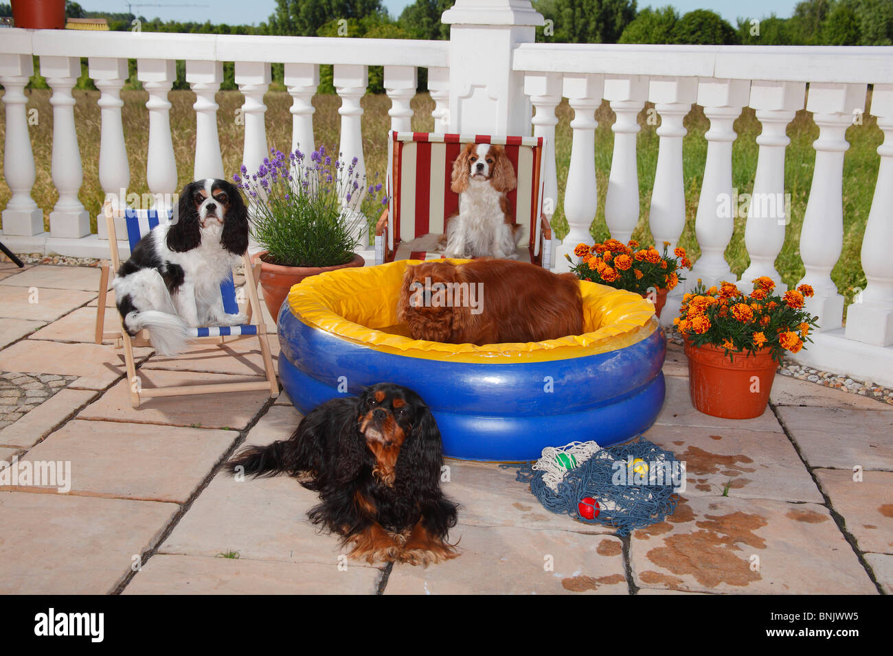 cavaliers king charles noir et feu