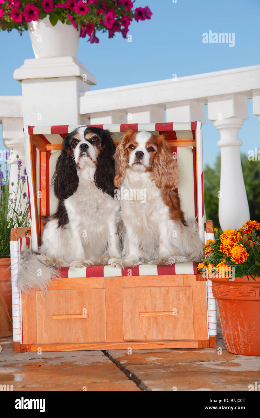 Cavalier King Charles Spaniel, tricolore et Blenheim / chaise de plage Banque D'Images
