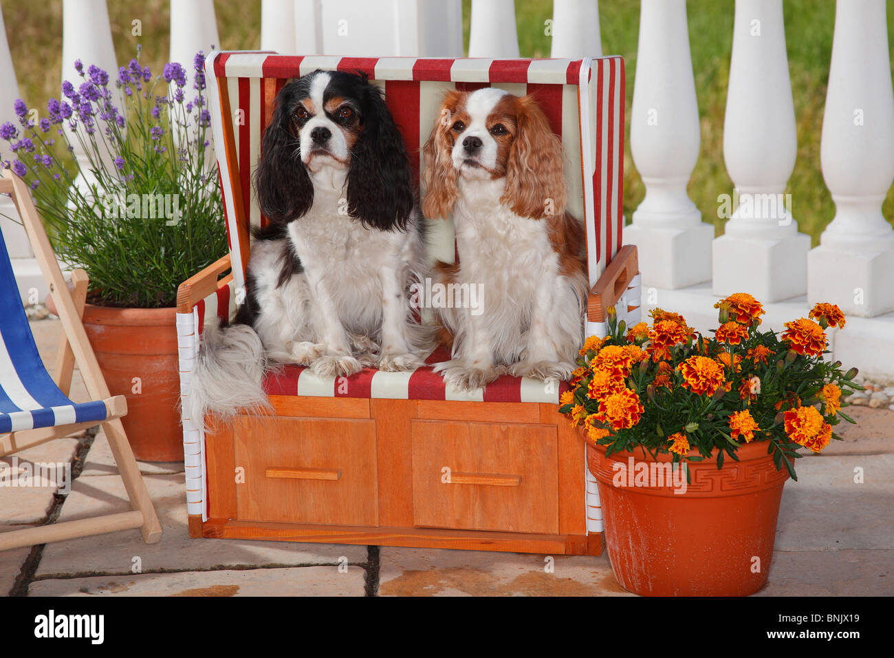 Cavalier King Charles Spaniel, tricolore et Blenheim / chaise de plage Banque D'Images