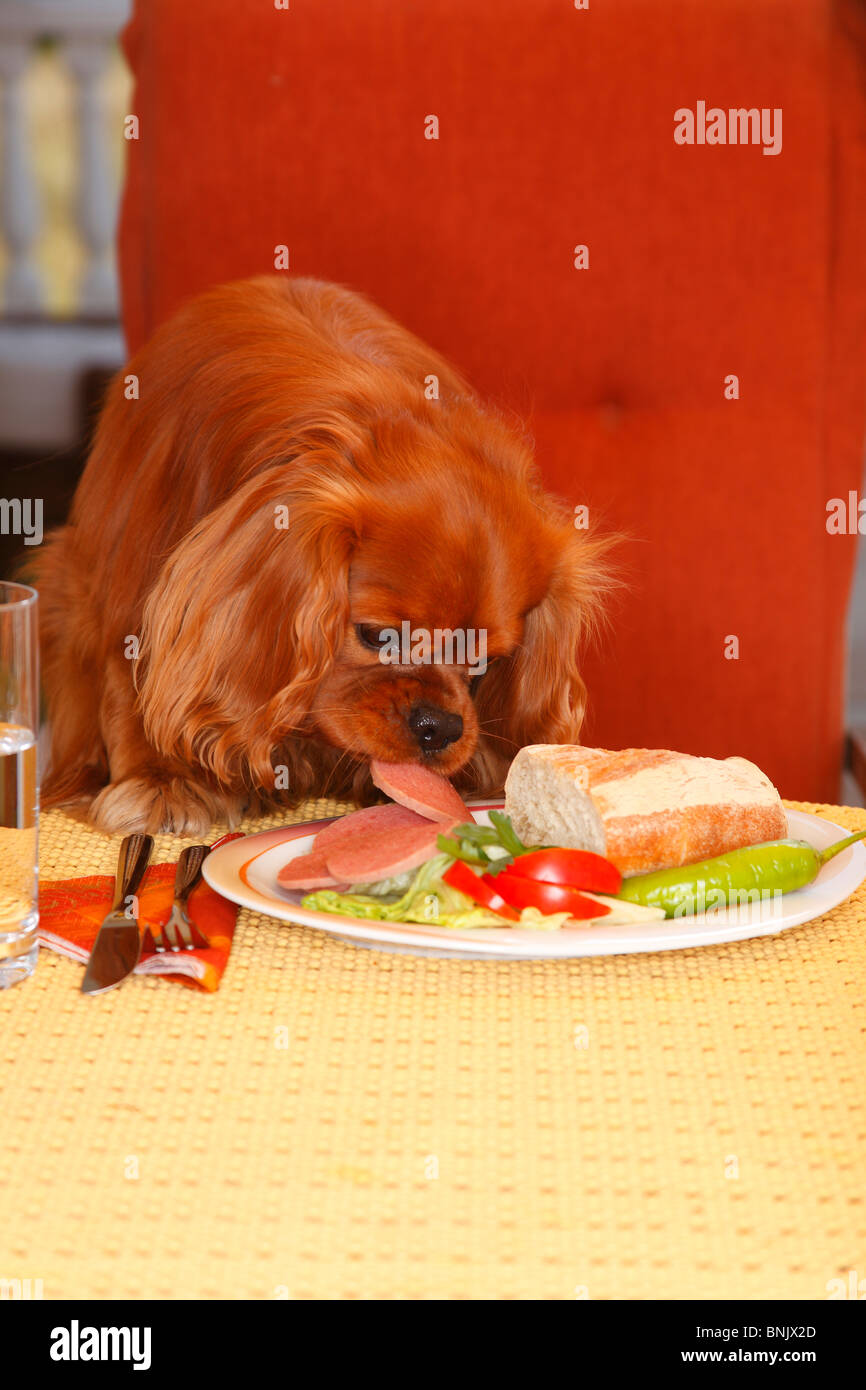 Cavalier King Charles Spaniel, Ruby, le vol de la plaque saucisse / PAIN, mauvaise habitude Banque D'Images