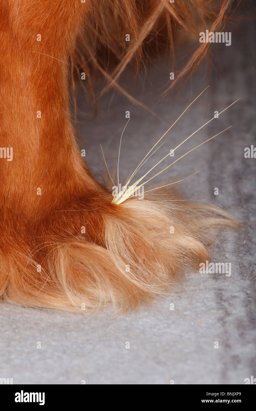 Arête de l'herbe entre les orteils, la patte de chien, Cavalier King Charles Spaniel, Ruby Banque D'Images