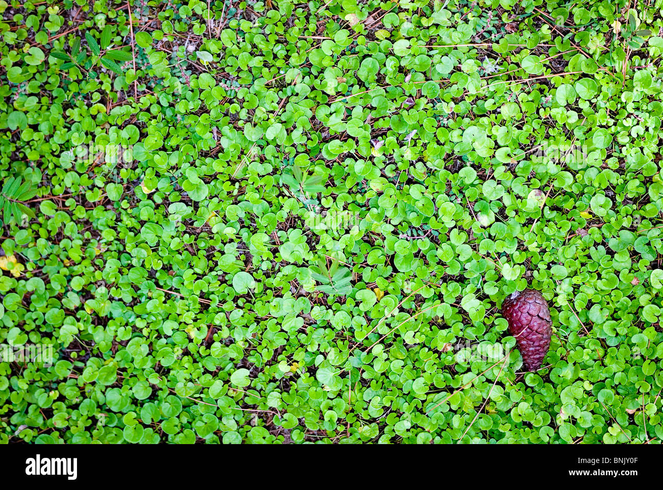 Tapis de clover field Banque D'Images